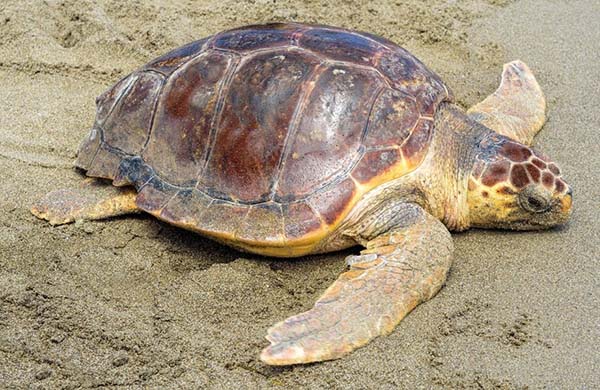 La fauna di Lampedusa